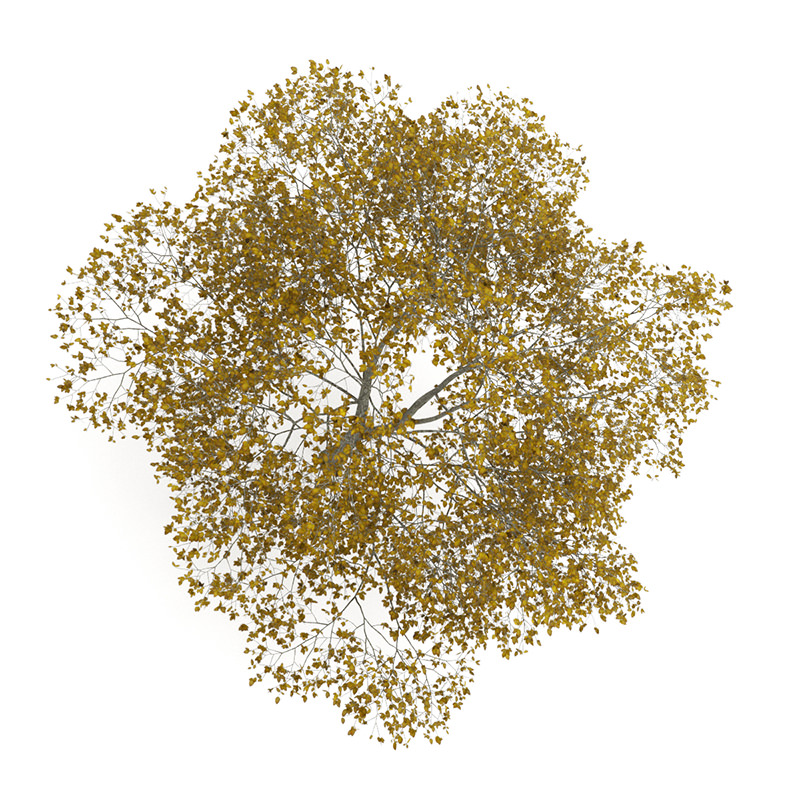 American Beech 8M Autumn 3D model_1