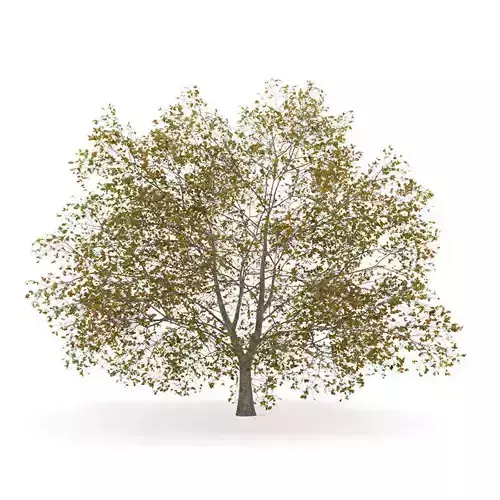 American Beech 8M Autumn