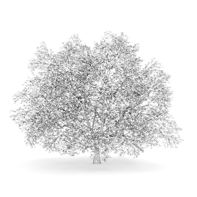 American Beech 8M Autumn 3D model_3