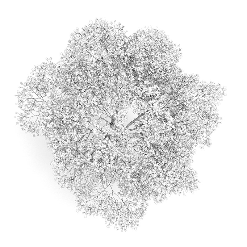 American Beech 8M Autumn 3D model_2