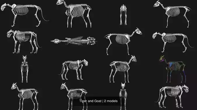 Tiger and Goat skeletons