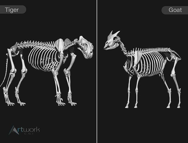 Tiger and Goat skeletons 3D Model Collection
