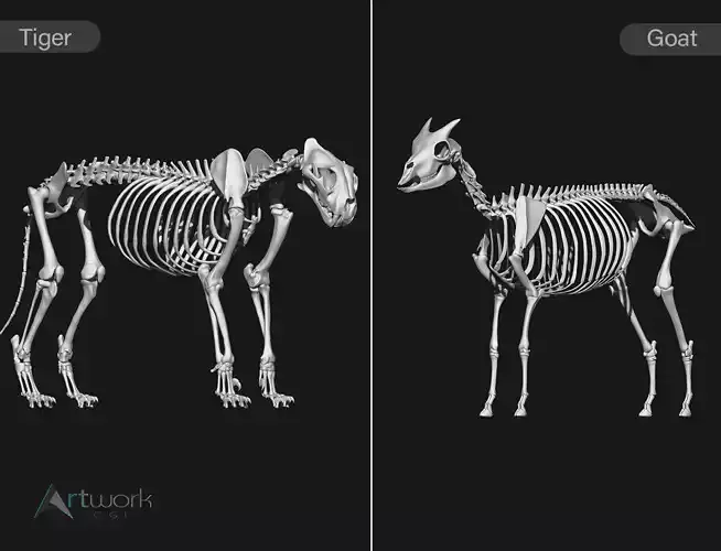 Tiger and Goat skeletons 3D Model Collection