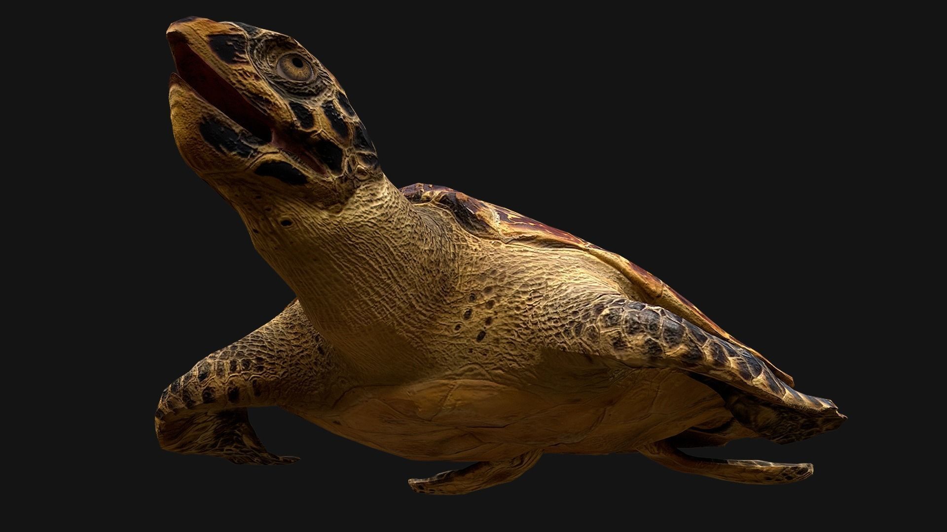 Turtle Low-poly 3D model_14