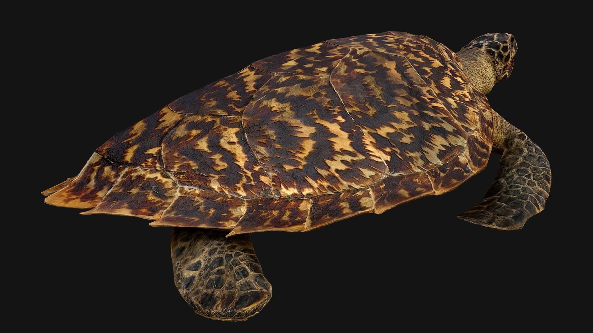 Turtle Low-poly 3D model_10