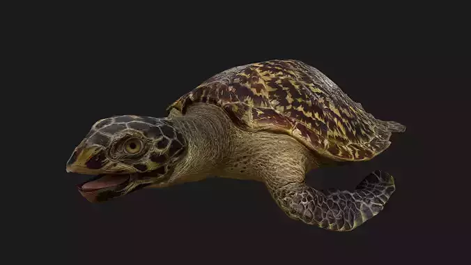Turtle Low-poly 3D model