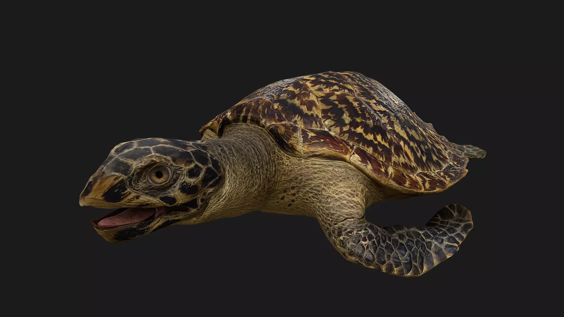 Turtle Low-poly 3D model_0