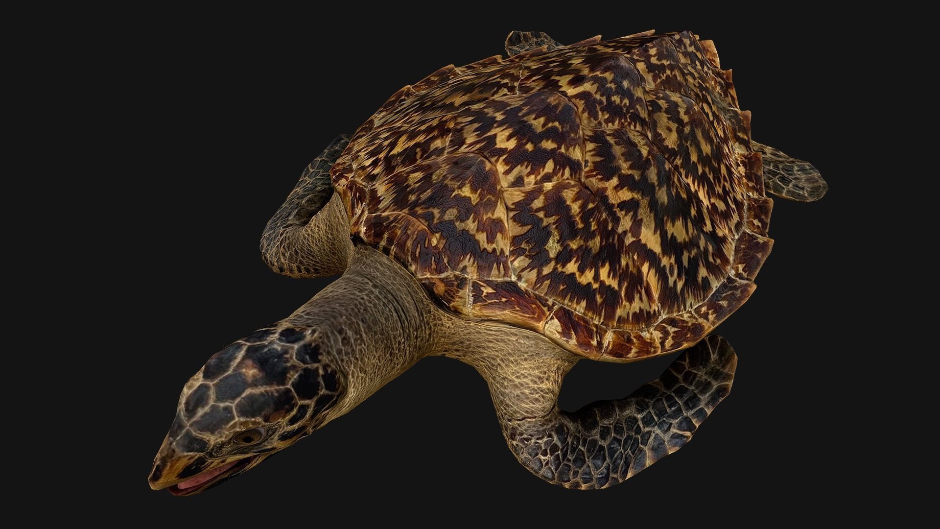 Turtle Low-poly 3D model_20