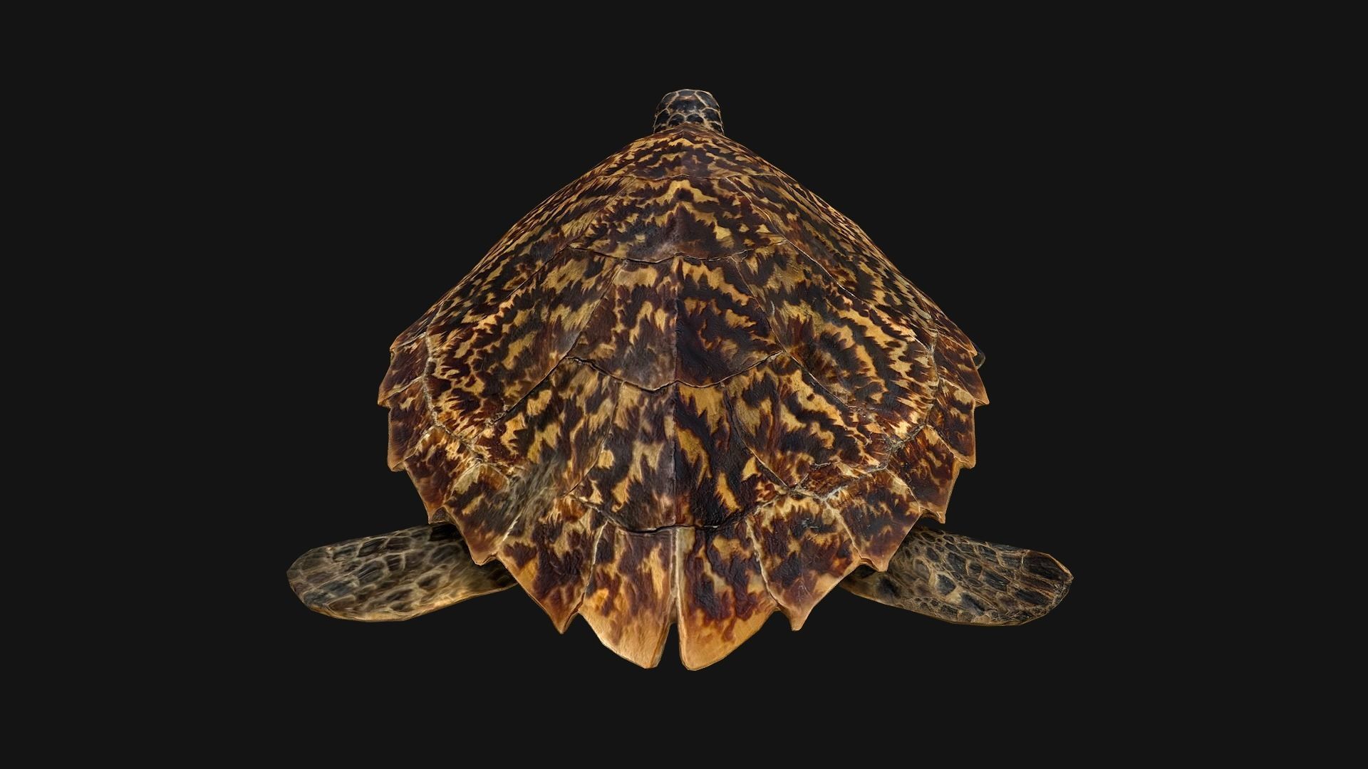 Turtle Low-poly 3D model_9