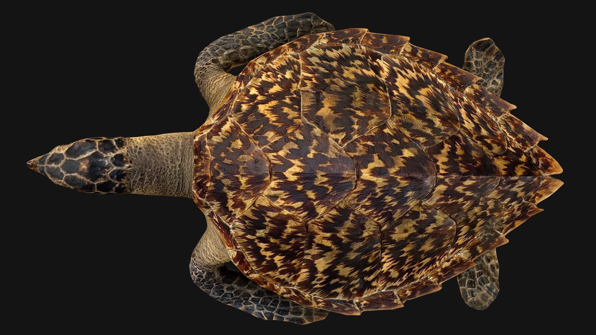 Turtle Low-poly 3D model_16