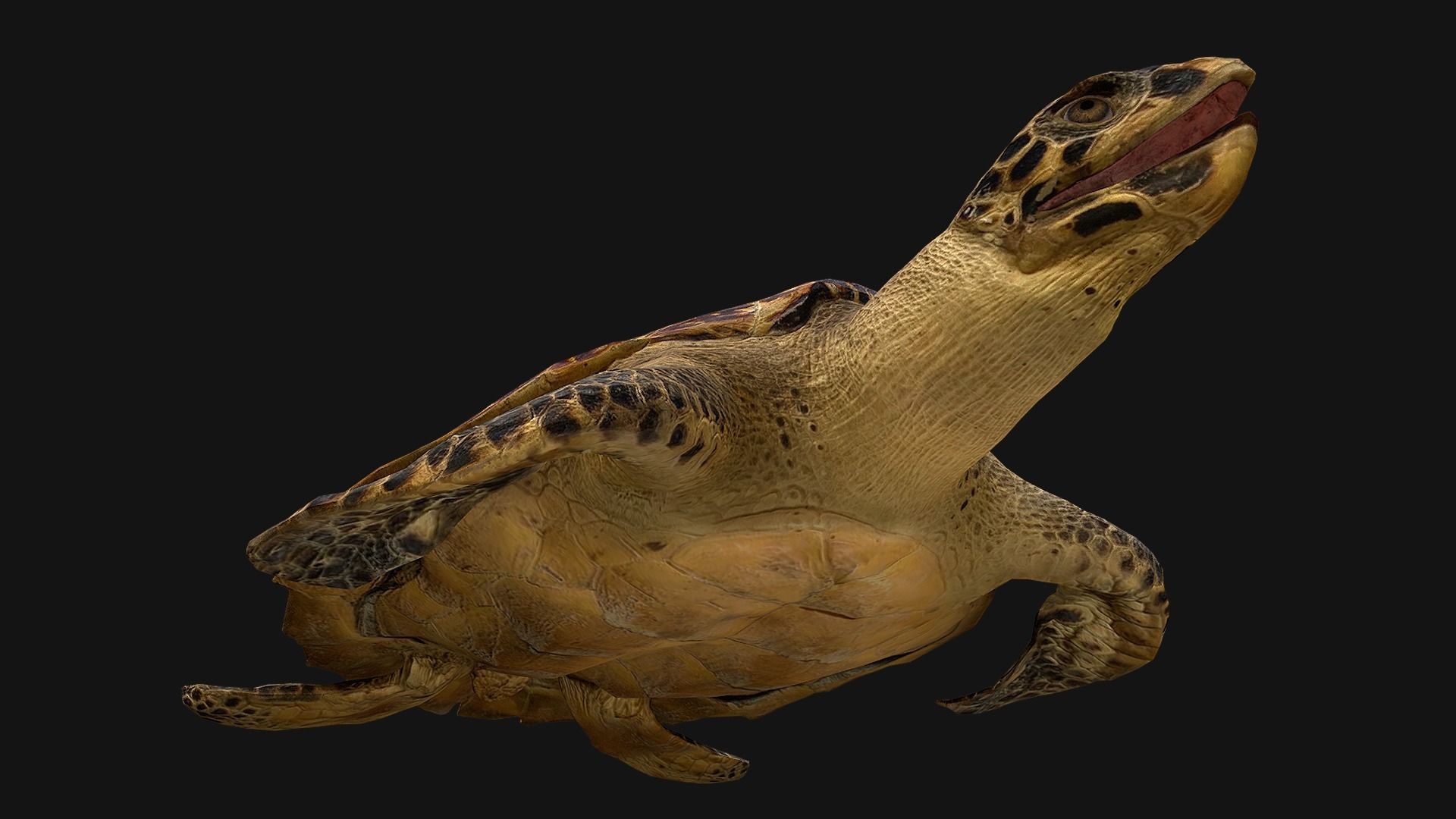 Turtle Low-poly 3D model_12