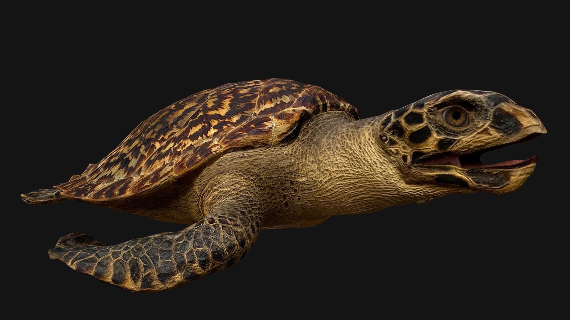 Turtle Low-poly 3D model_11
