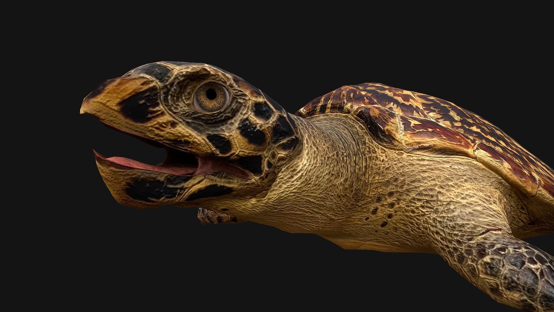 Turtle Low-poly 3D model_15