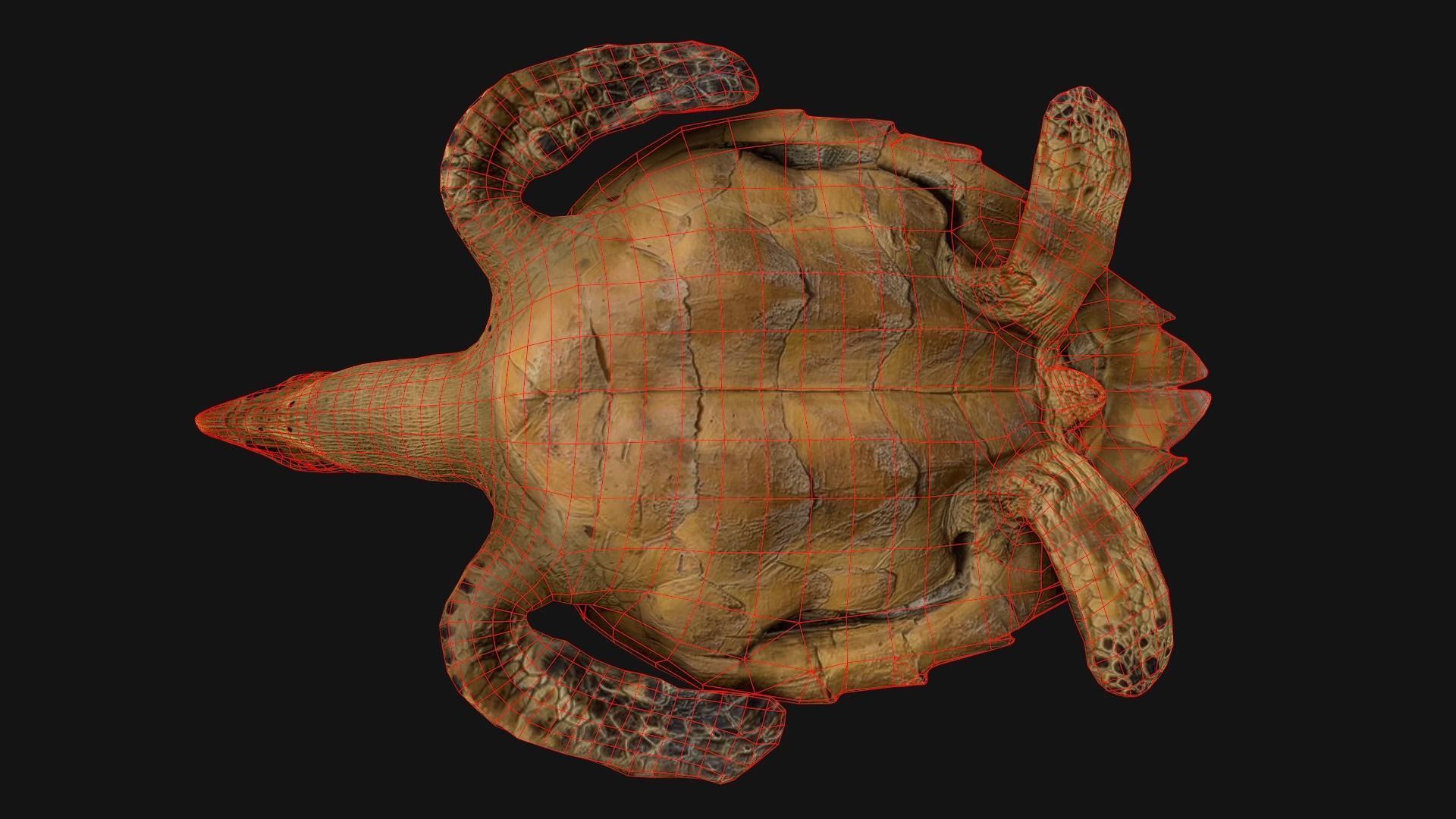 Turtle Low-poly 3D model_19