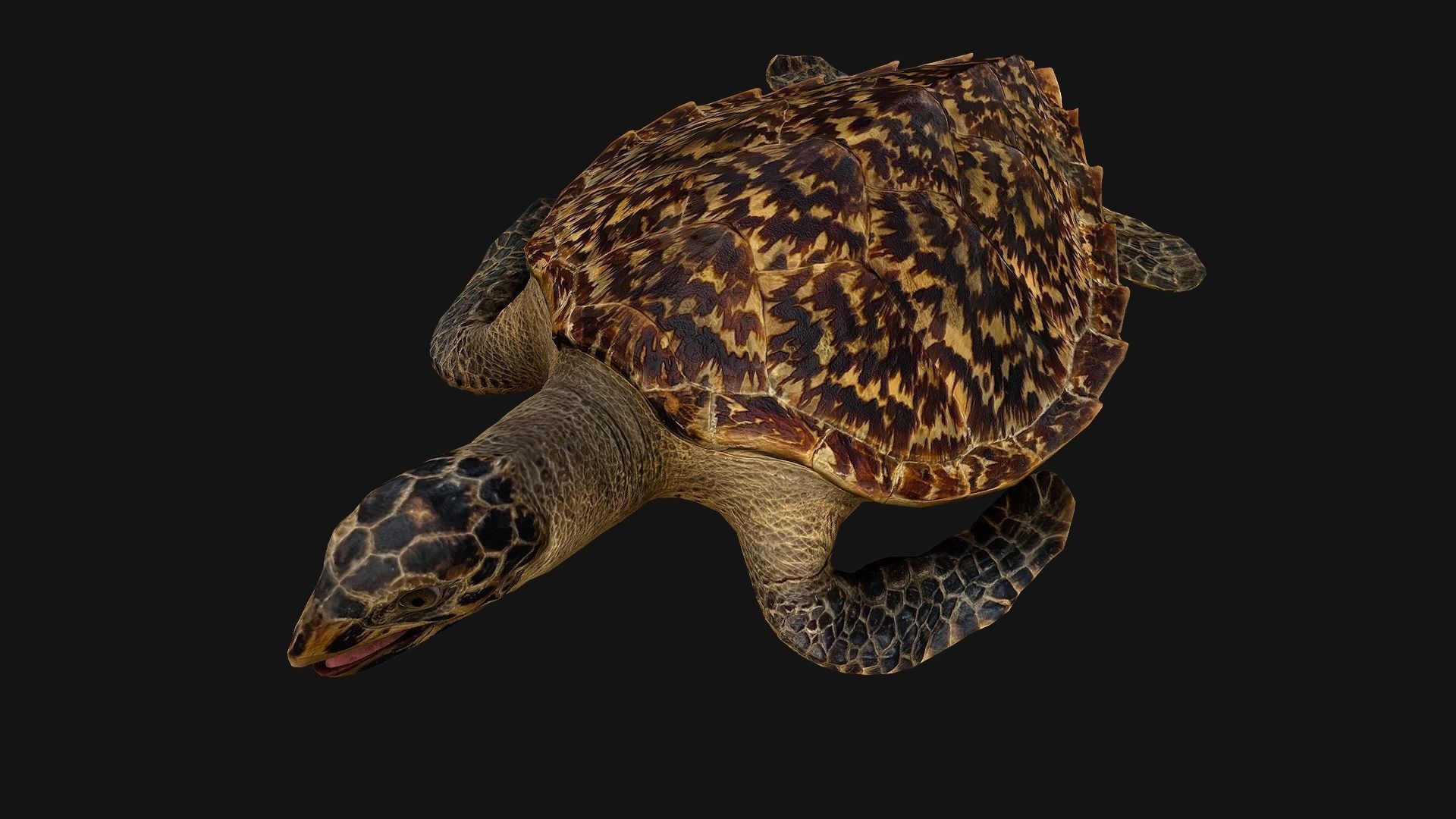 Turtle Low-poly 3D model_2