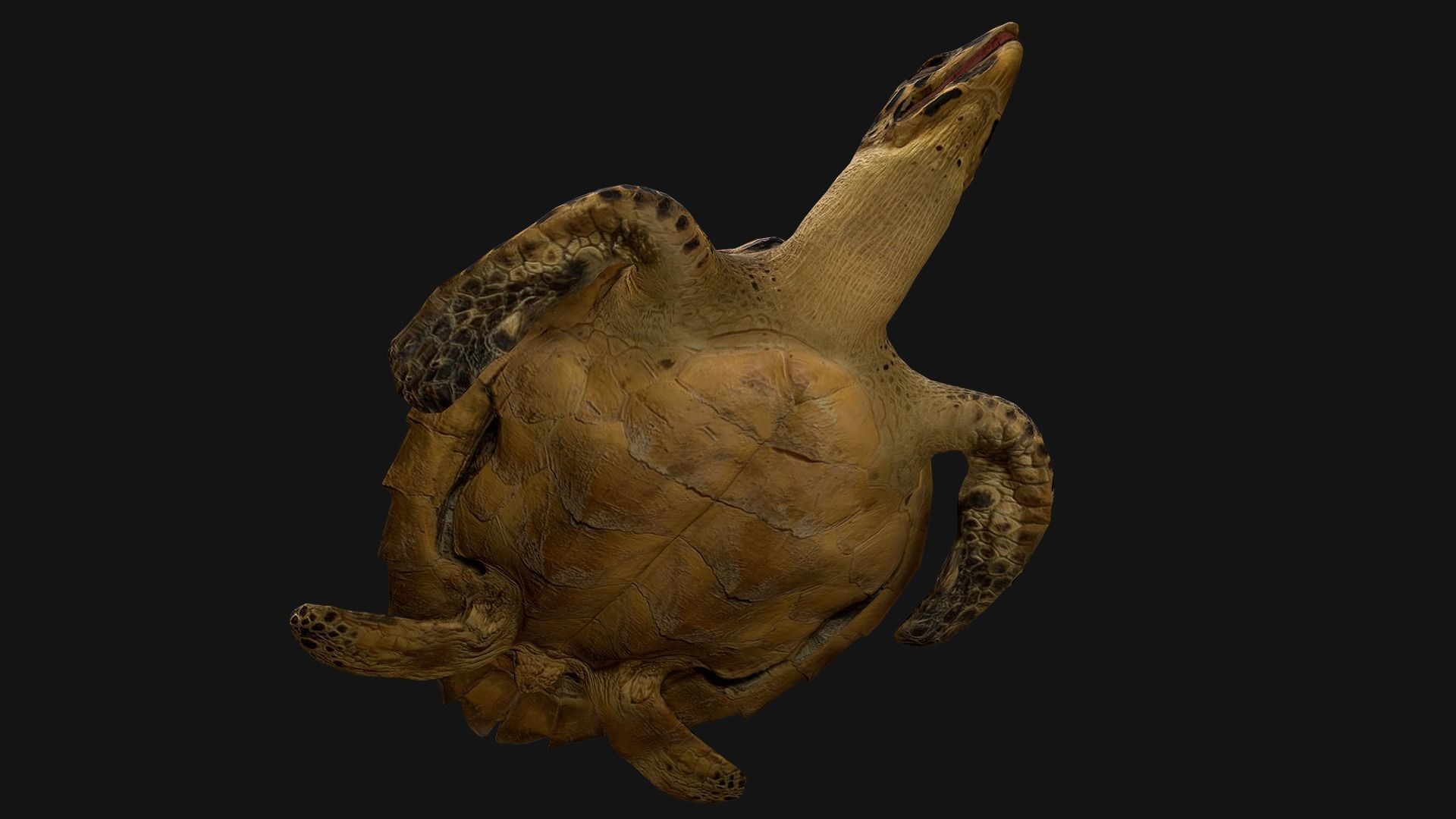 Turtle Low-poly 3D model_13