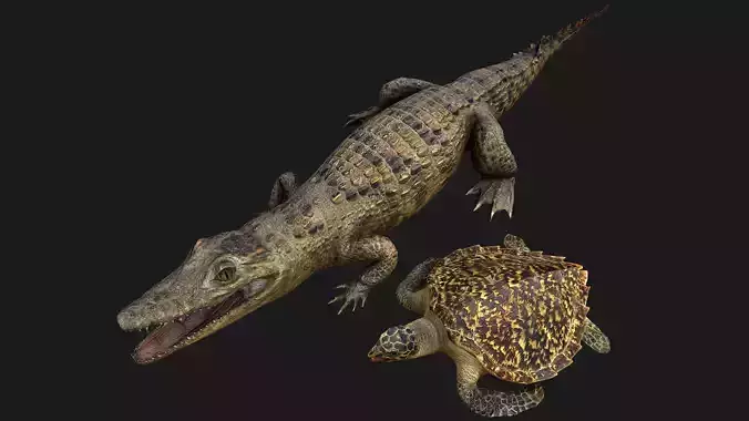 Turtle and Crocodile