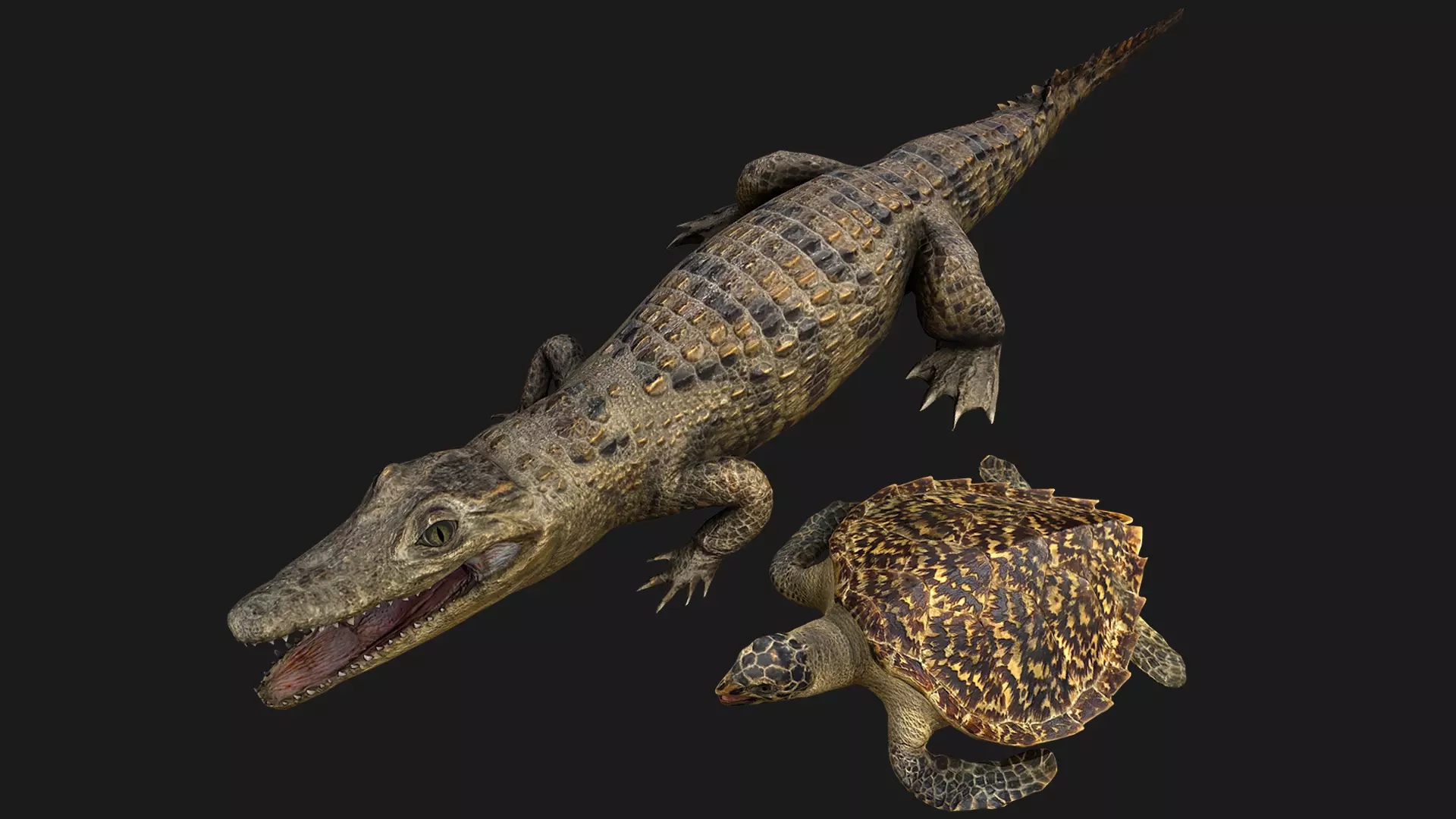 Turtle and Crocodile Low-poly 3D model