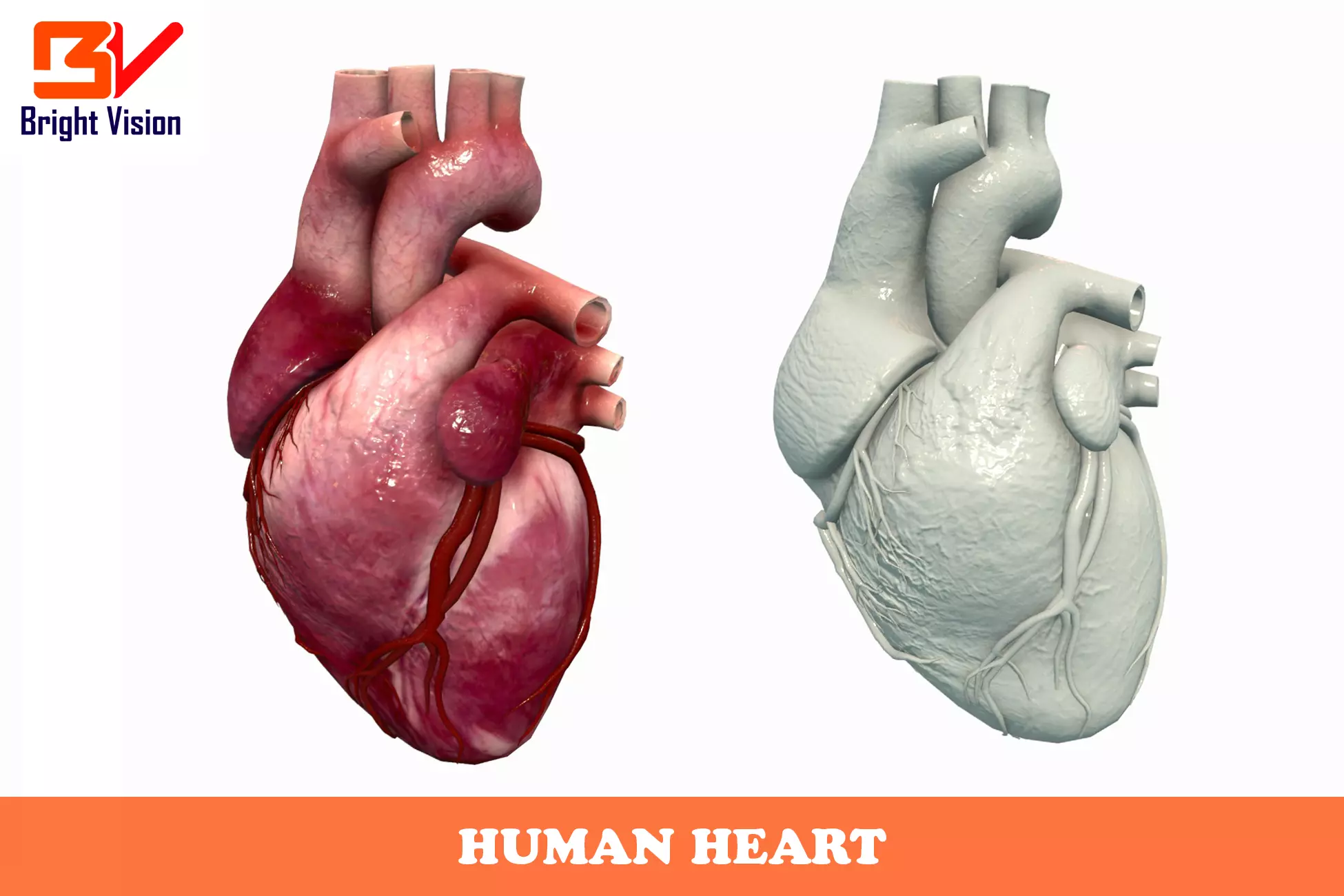 Human Heart Low-poly 3D model_0