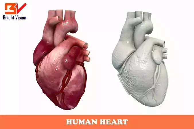 Human Heart Low-poly 3D model
