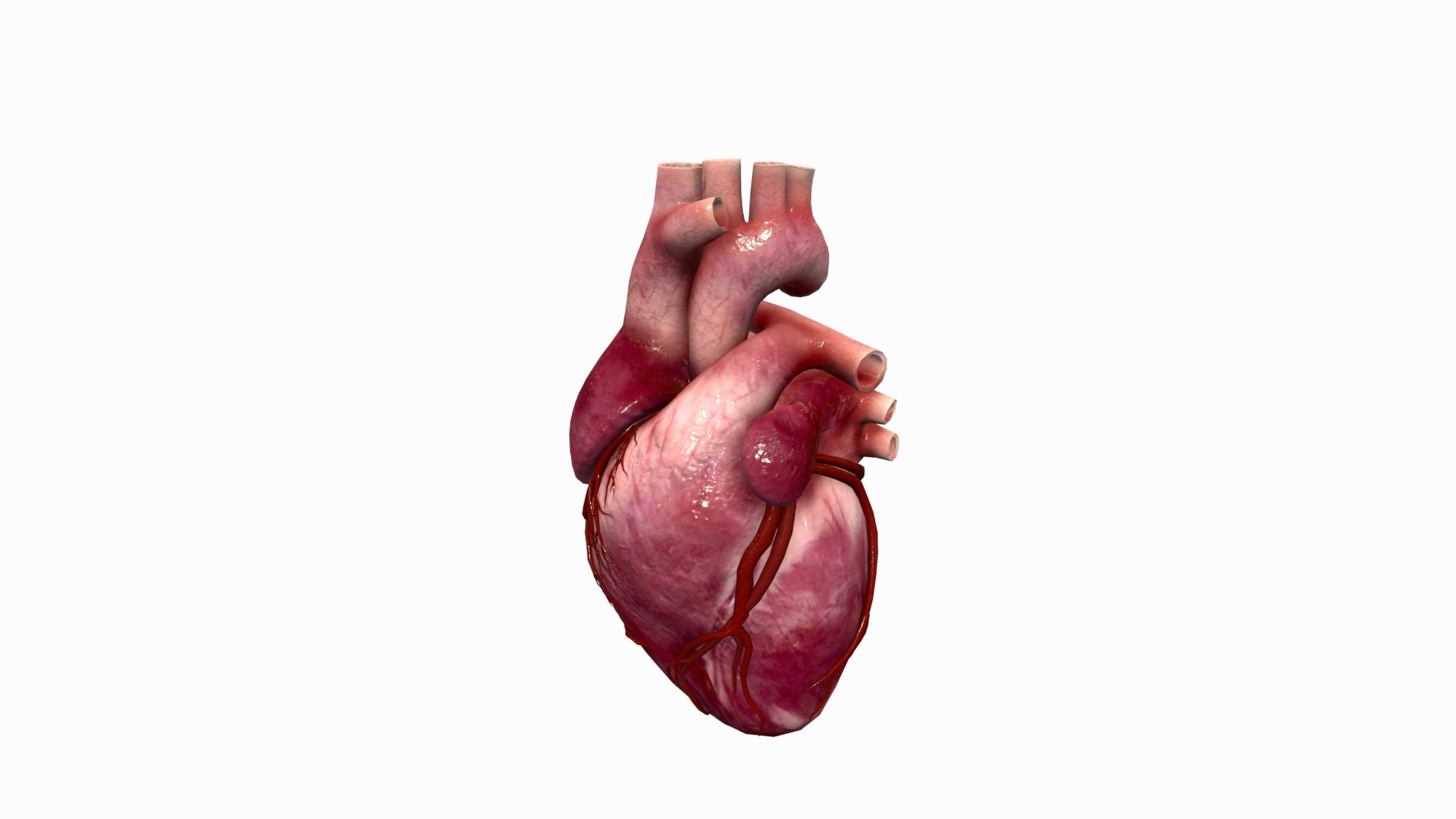 Human Heart Low-poly 3D model_1