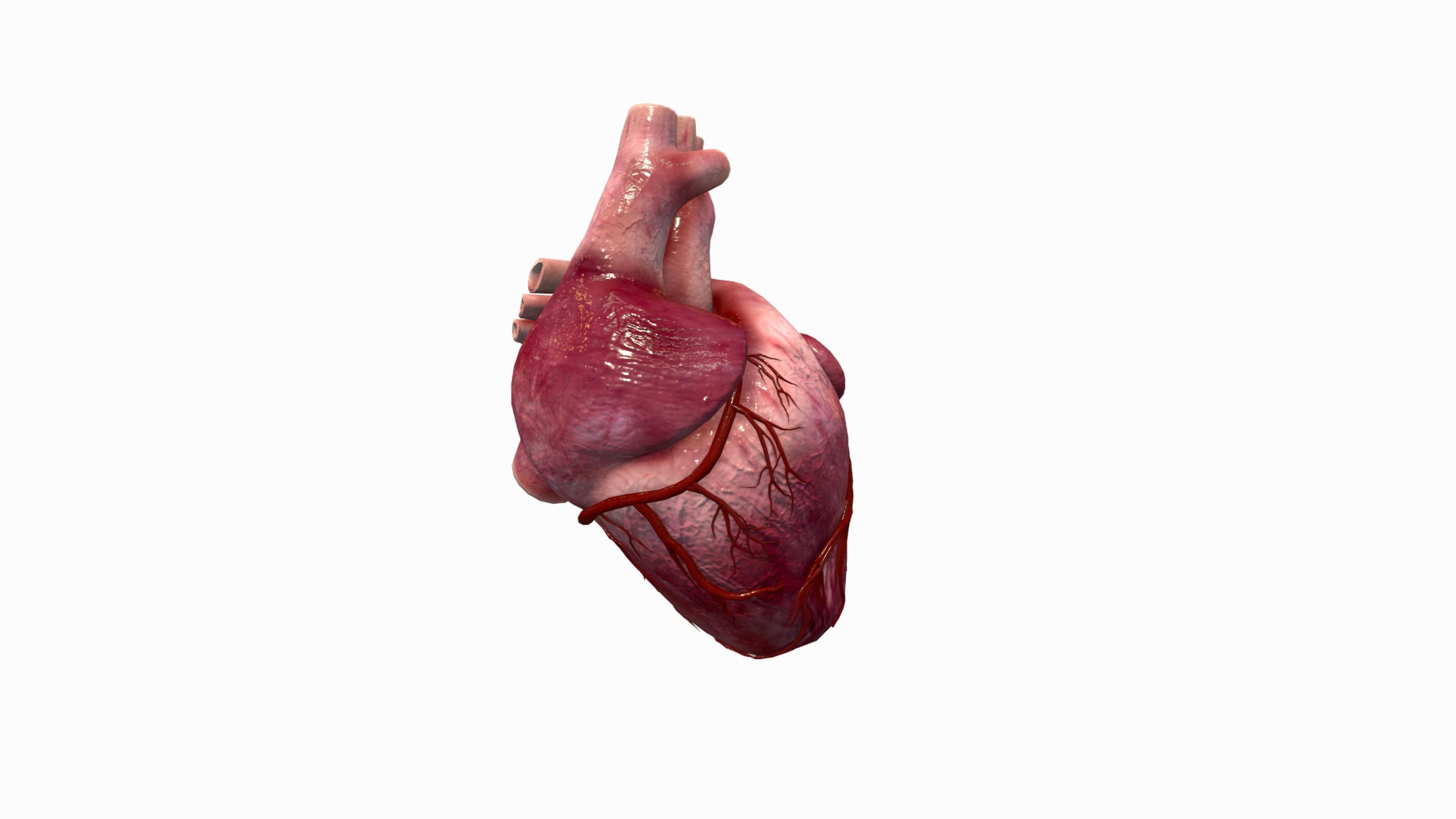Human Heart Low-poly 3D model_3