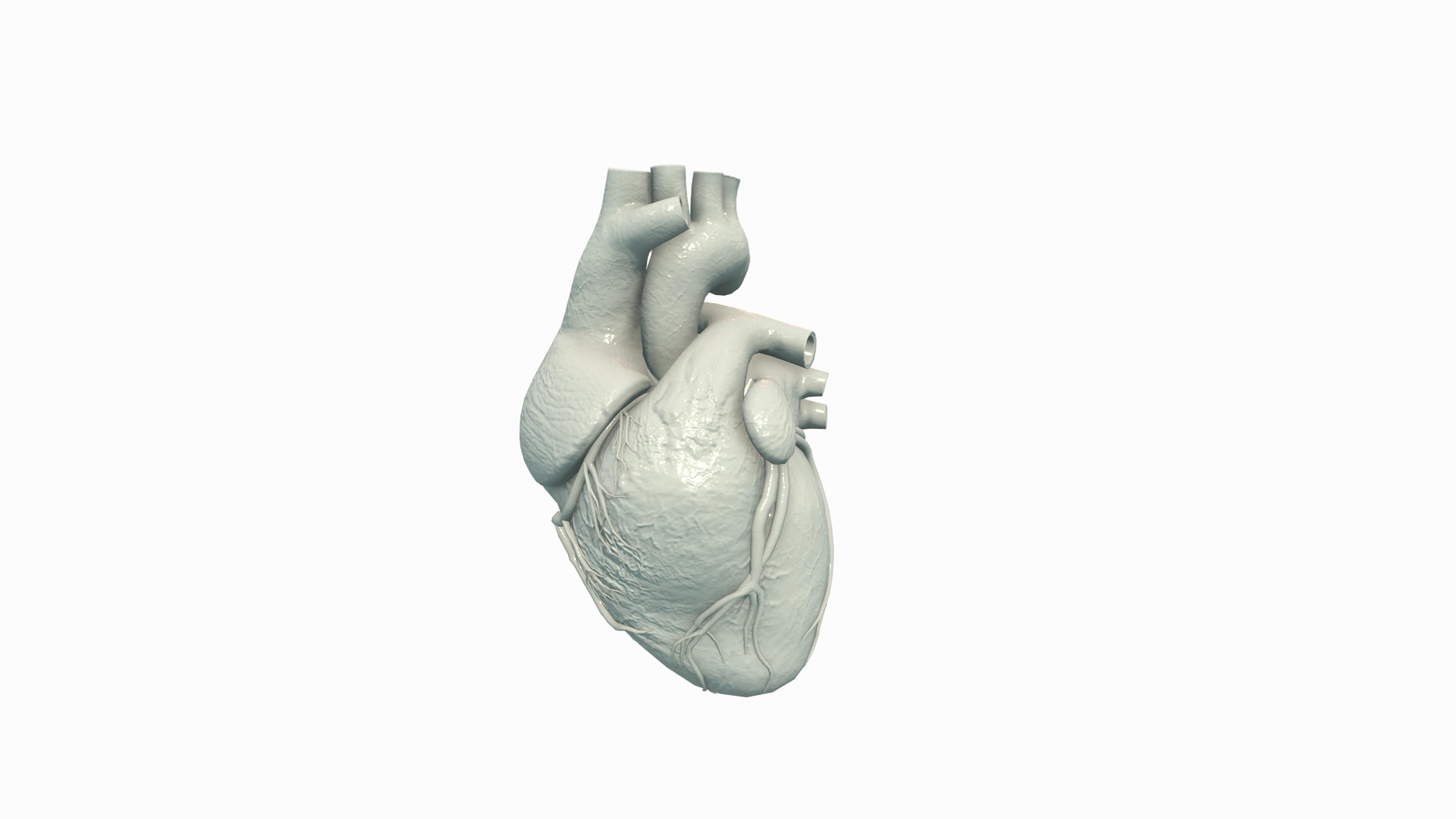 Human Heart Low-poly 3D model_5
