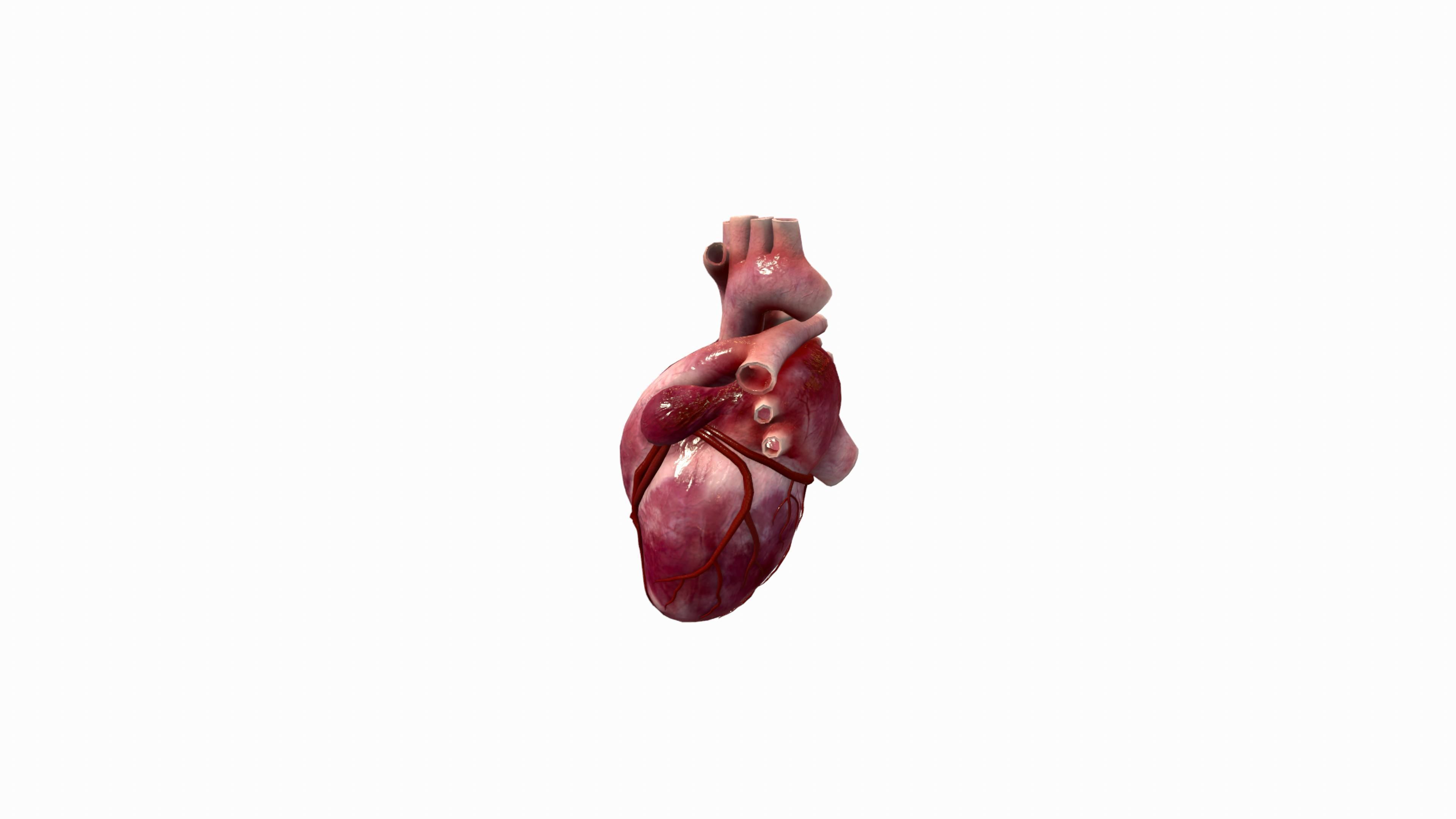 Human Heart Low-poly 3D model_4