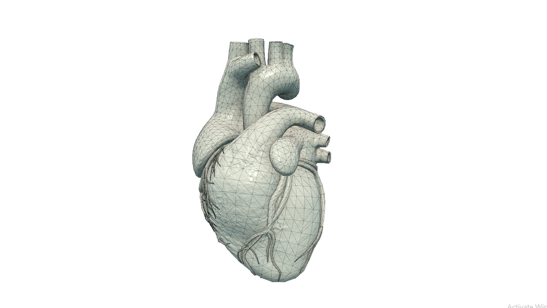Human Heart Low-poly 3D model_8