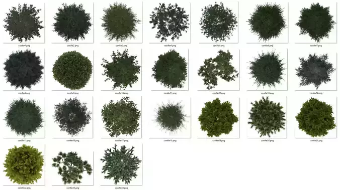 2D Conifiers Plants TopViews Collection 24 Layers PNG PSD PDF