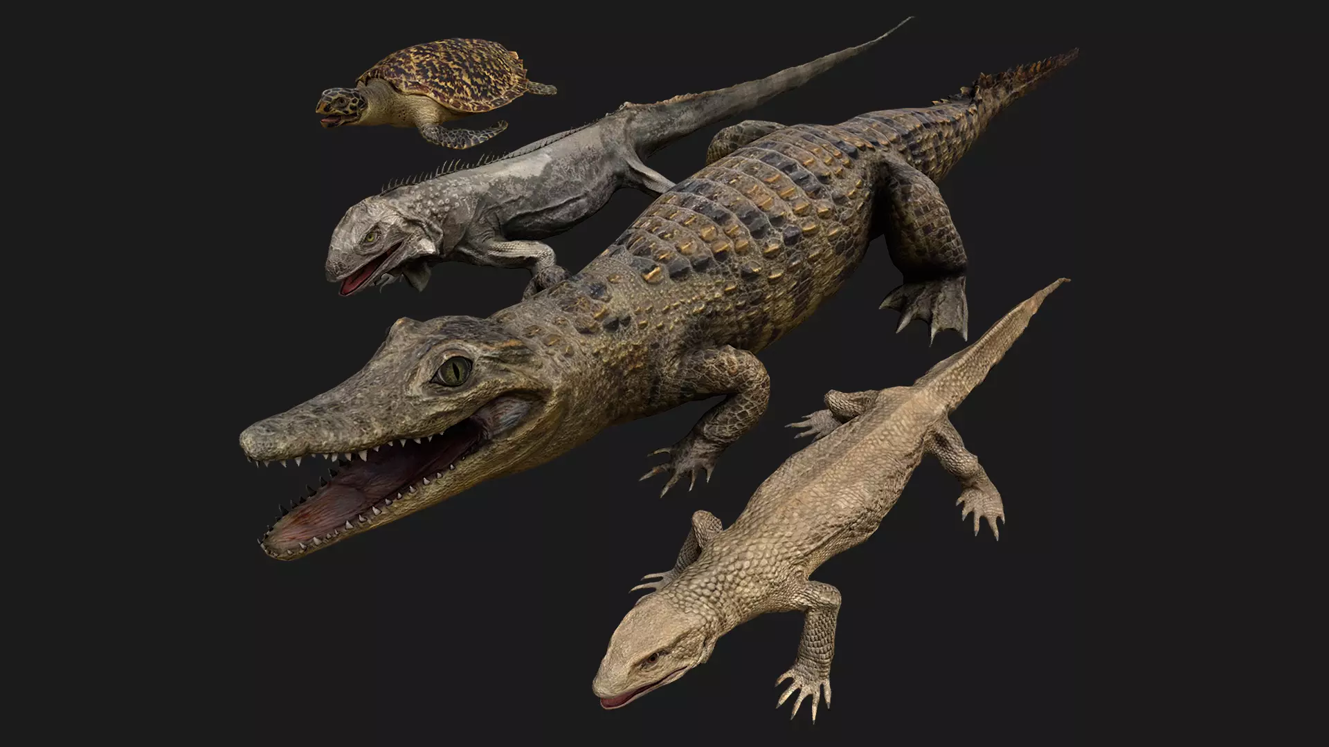 Reptile Pack Crocodile Iguana Turtle Varanus Low-poly 3D model_0