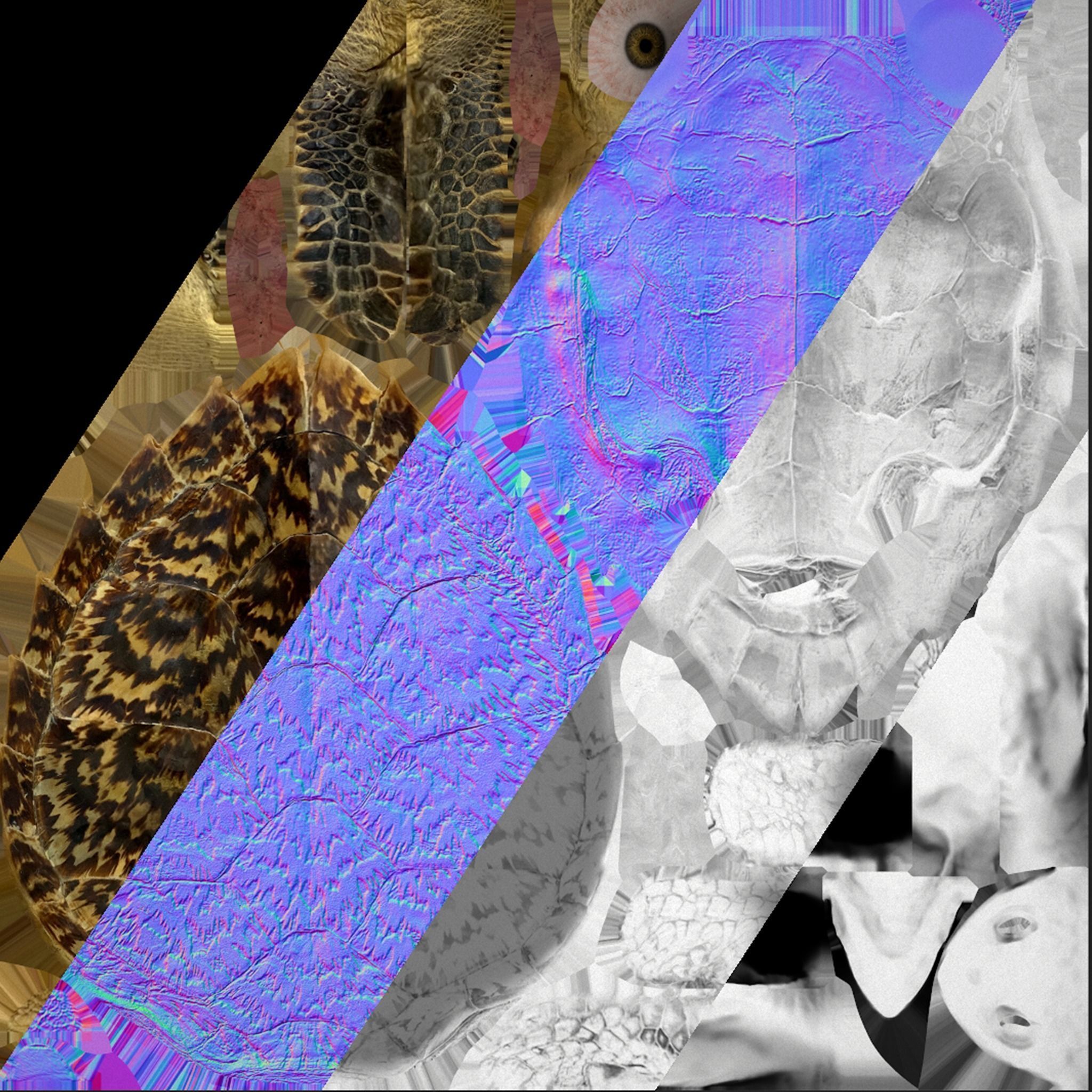 Reptile Pack Crocodile Iguana Turtle Varanus Low-poly 3D model_46