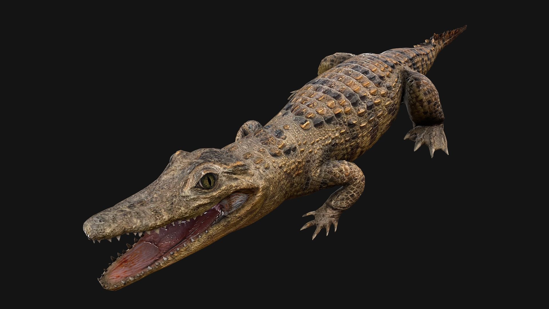Reptile Pack Crocodile Iguana Turtle Varanus Low-poly 3D model_19