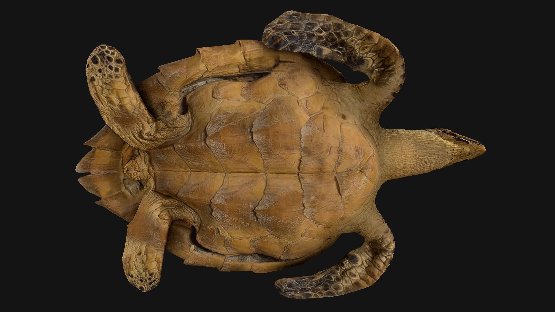 Reptile Pack Crocodile Iguana Turtle Varanus Low-poly 3D model_36