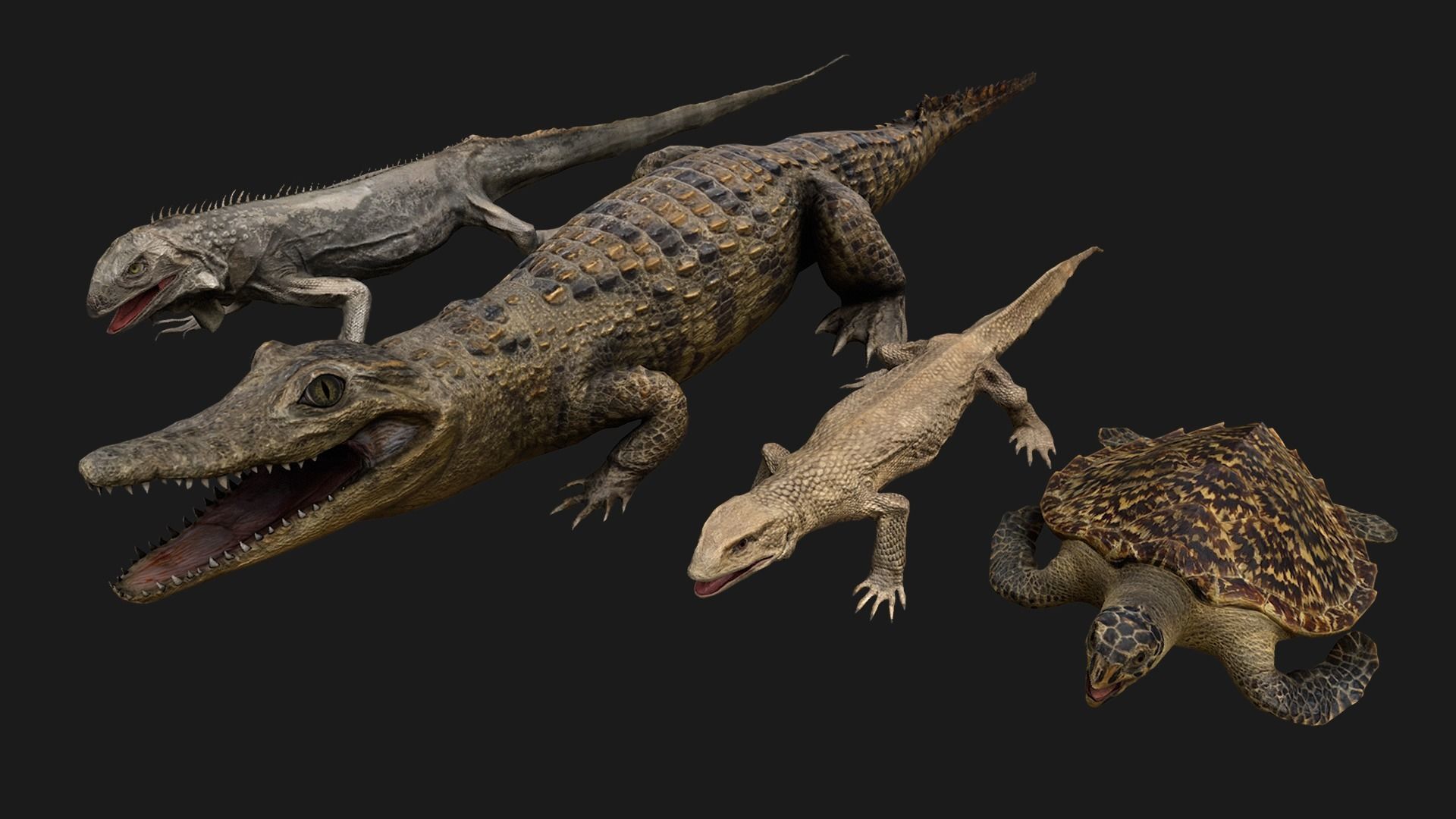 Reptile Pack Crocodile Iguana Turtle Varanus Low-poly 3D model_2
