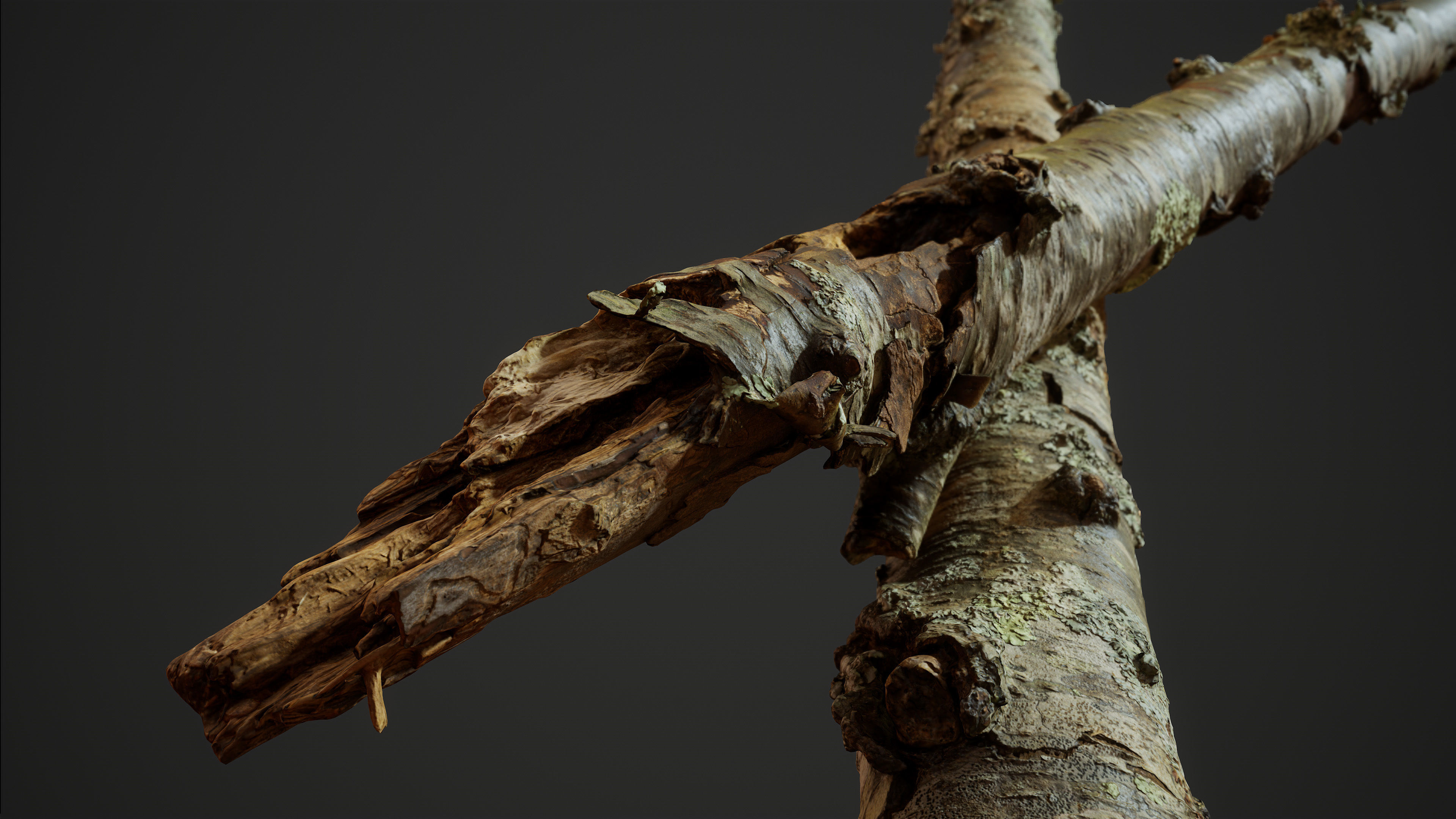 American Sycamore Broken Trunks 01 Low-poly 3D model_8