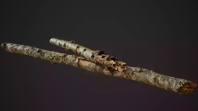 American Sycamore Broken Trunks 01