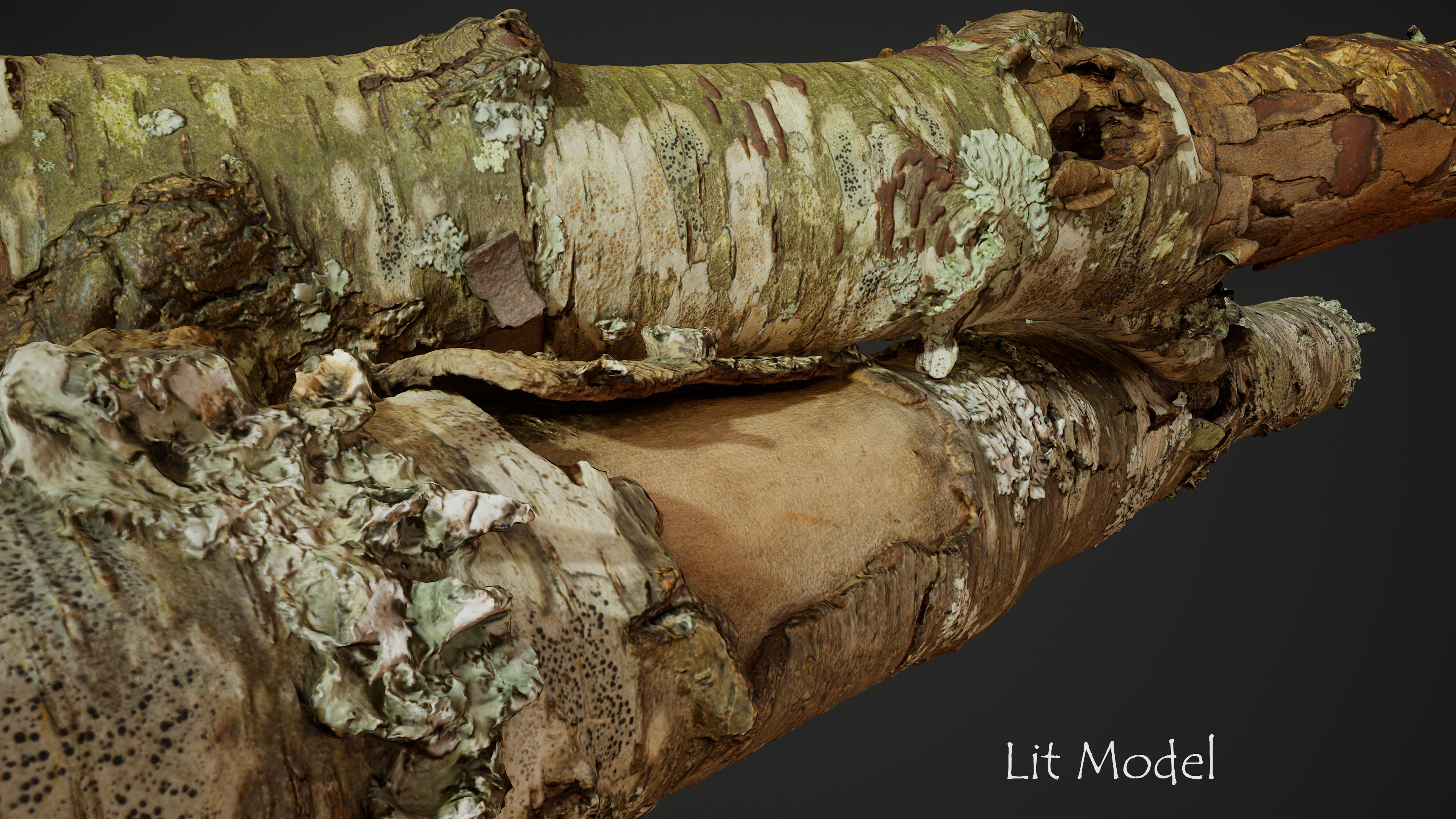 American Sycamore Broken Trunks 01 Low-poly 3D model_5