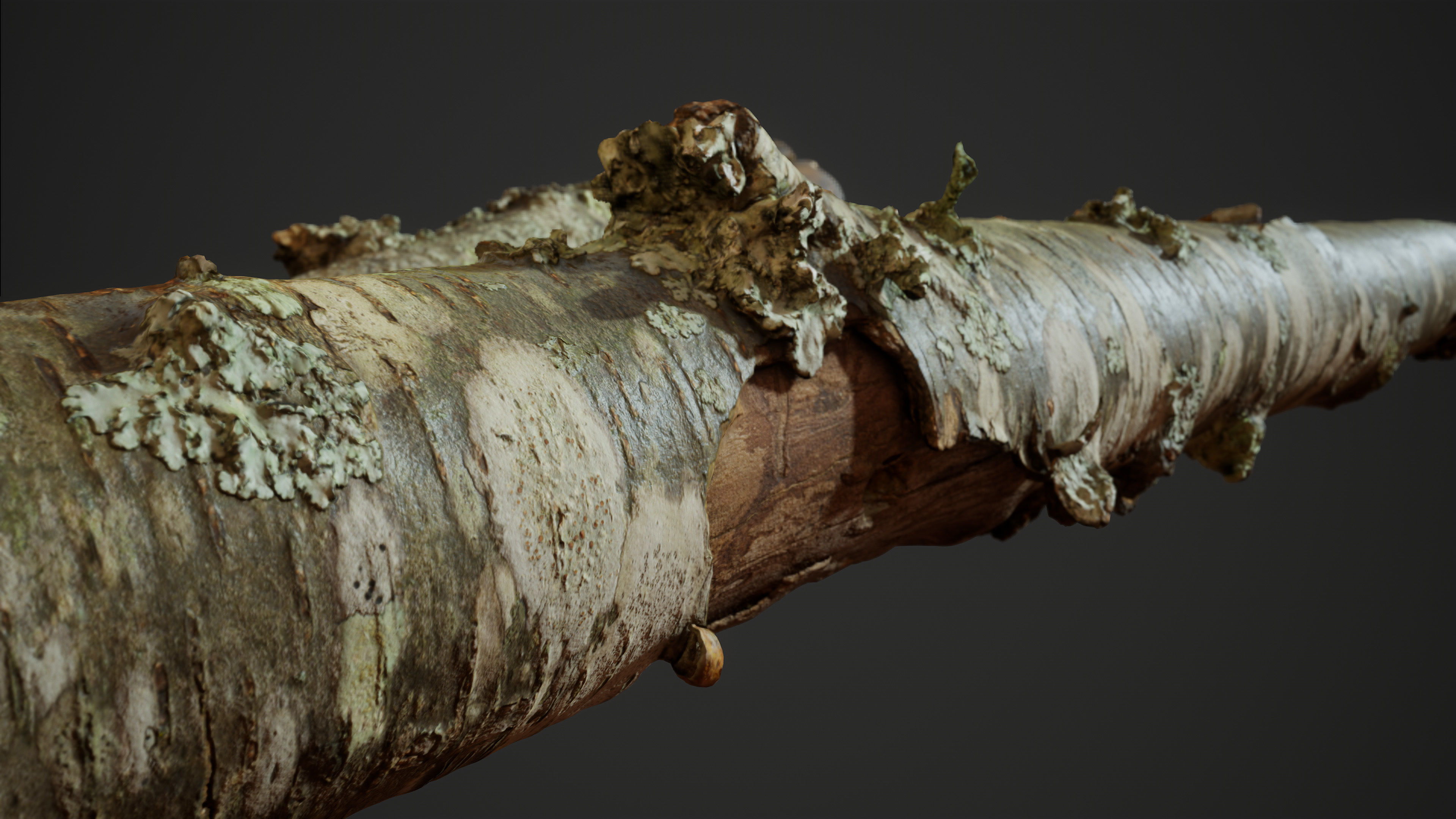 American Sycamore Broken Trunks 01 Low-poly 3D model_7