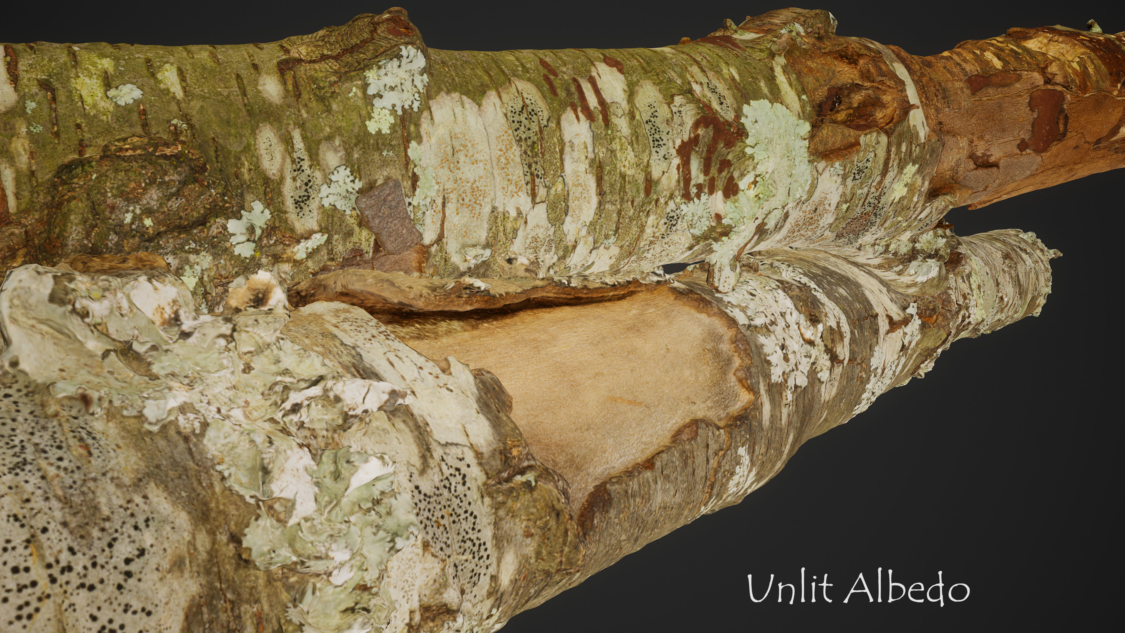 American Sycamore Broken Trunks 01 Low-poly 3D model_6