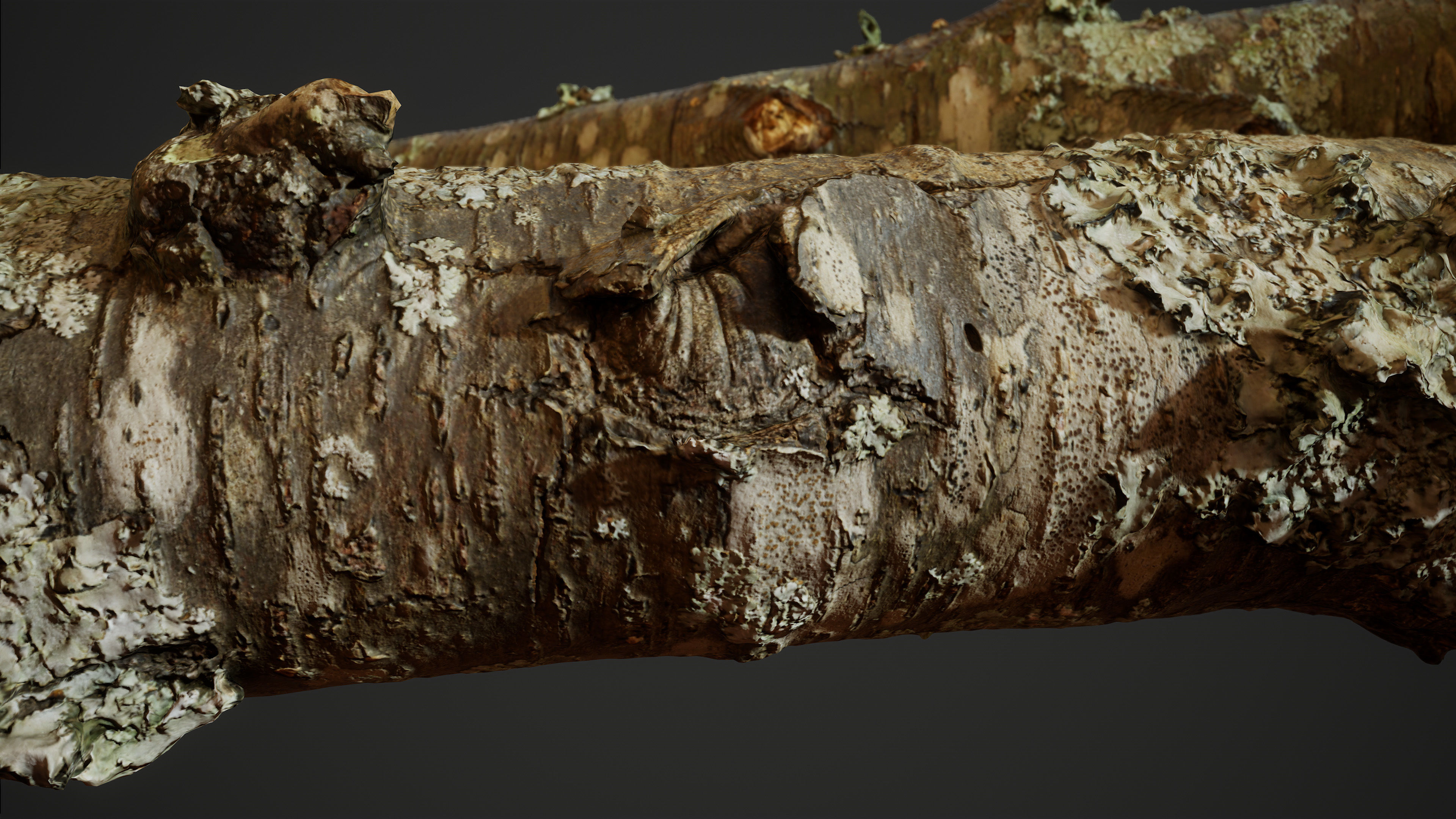 American Sycamore Broken Trunks 01 Low-poly 3D model_9