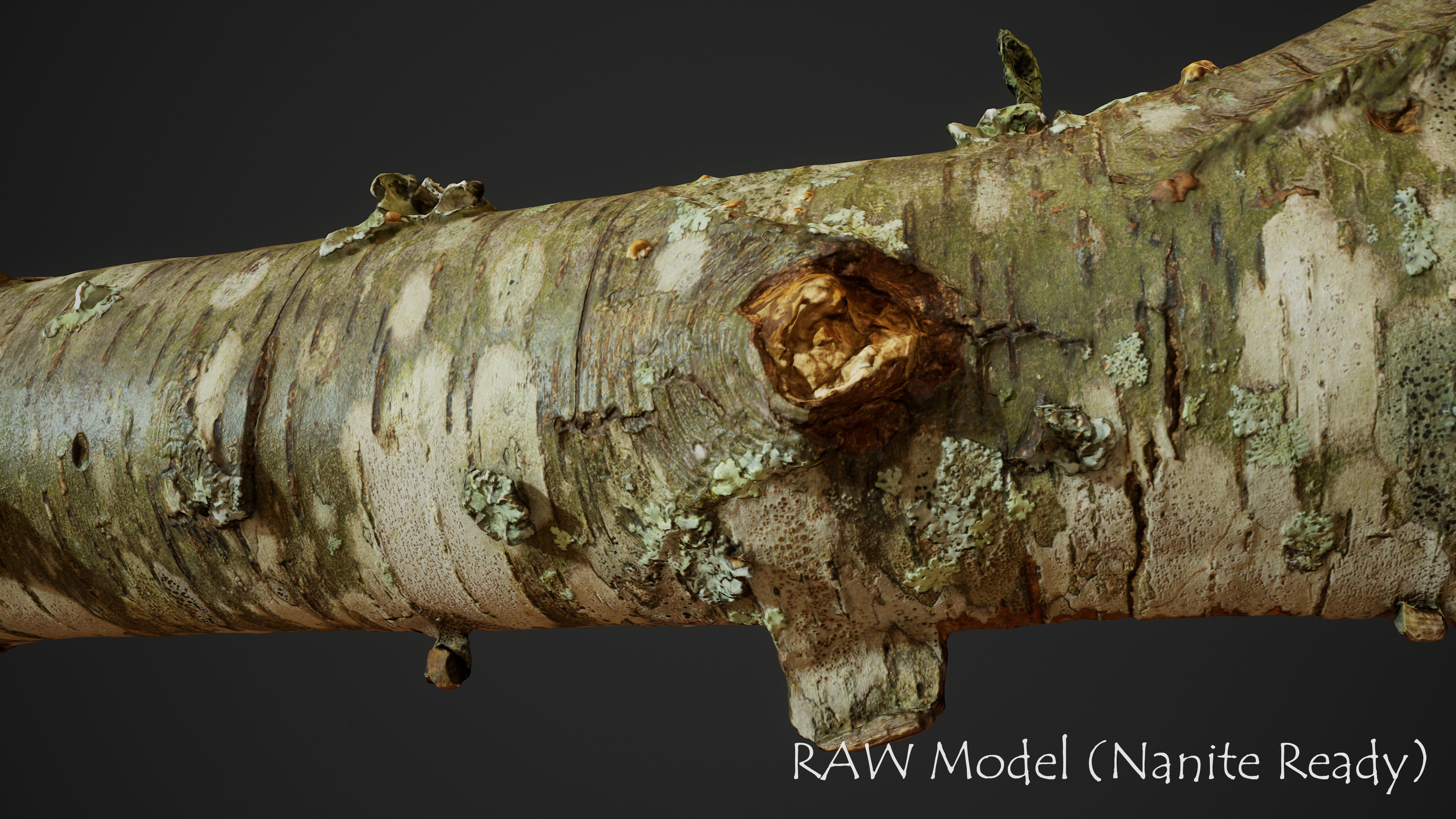 American Sycamore Broken Trunks 01 Low-poly 3D model_3