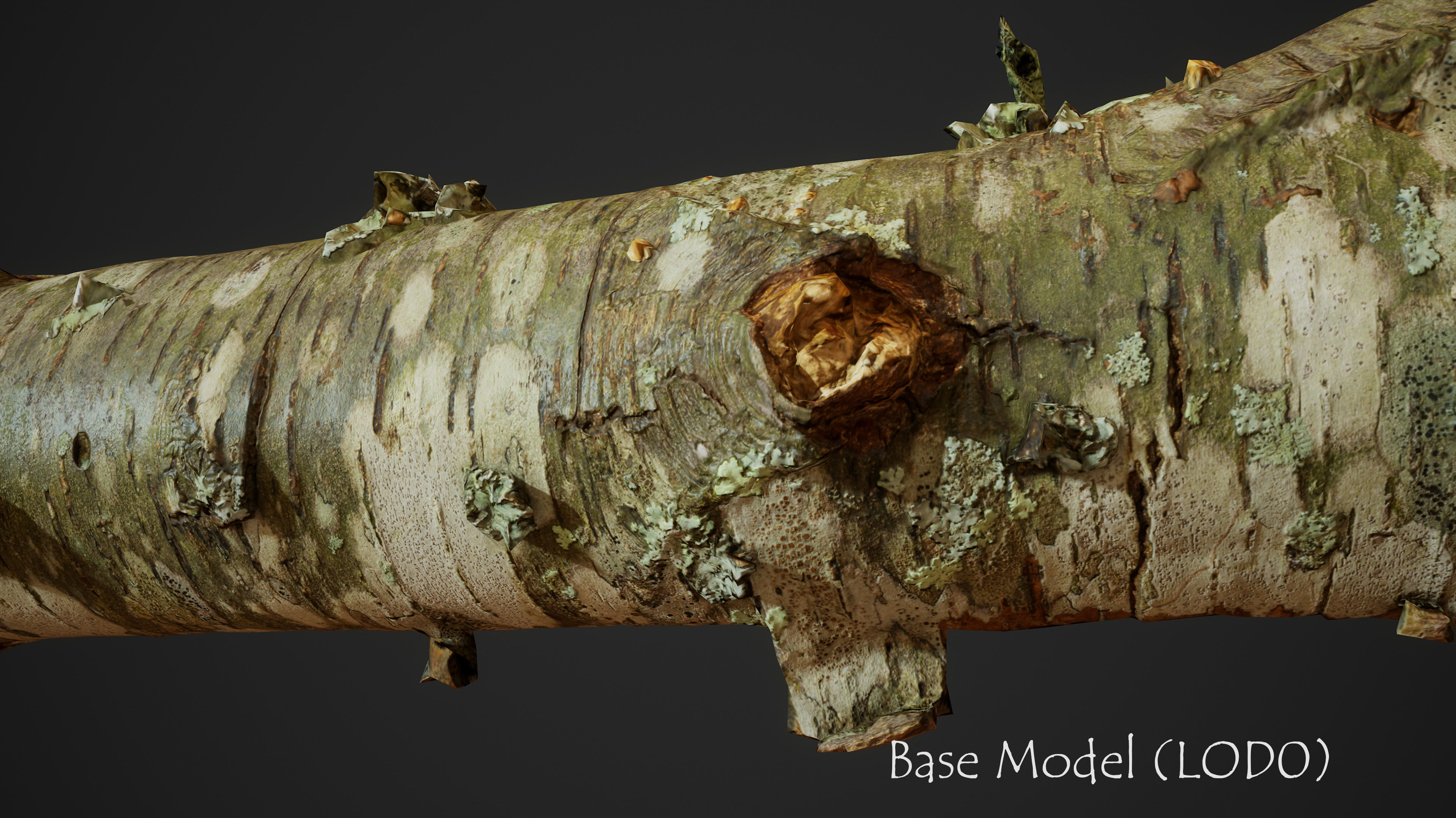 American Sycamore Broken Trunks 01 Low-poly 3D model_4