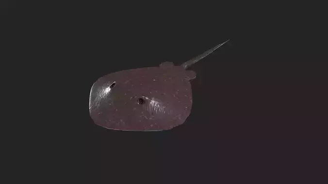 Stingray 3d low poly model