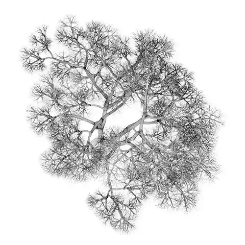 English Oak 8M Winter