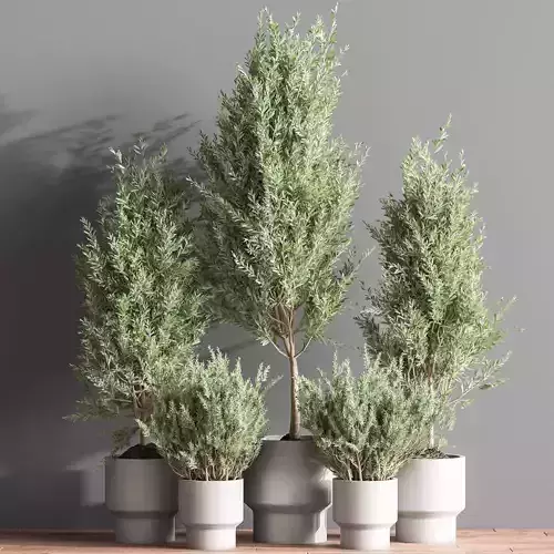 Indoor Plant olive Set 09