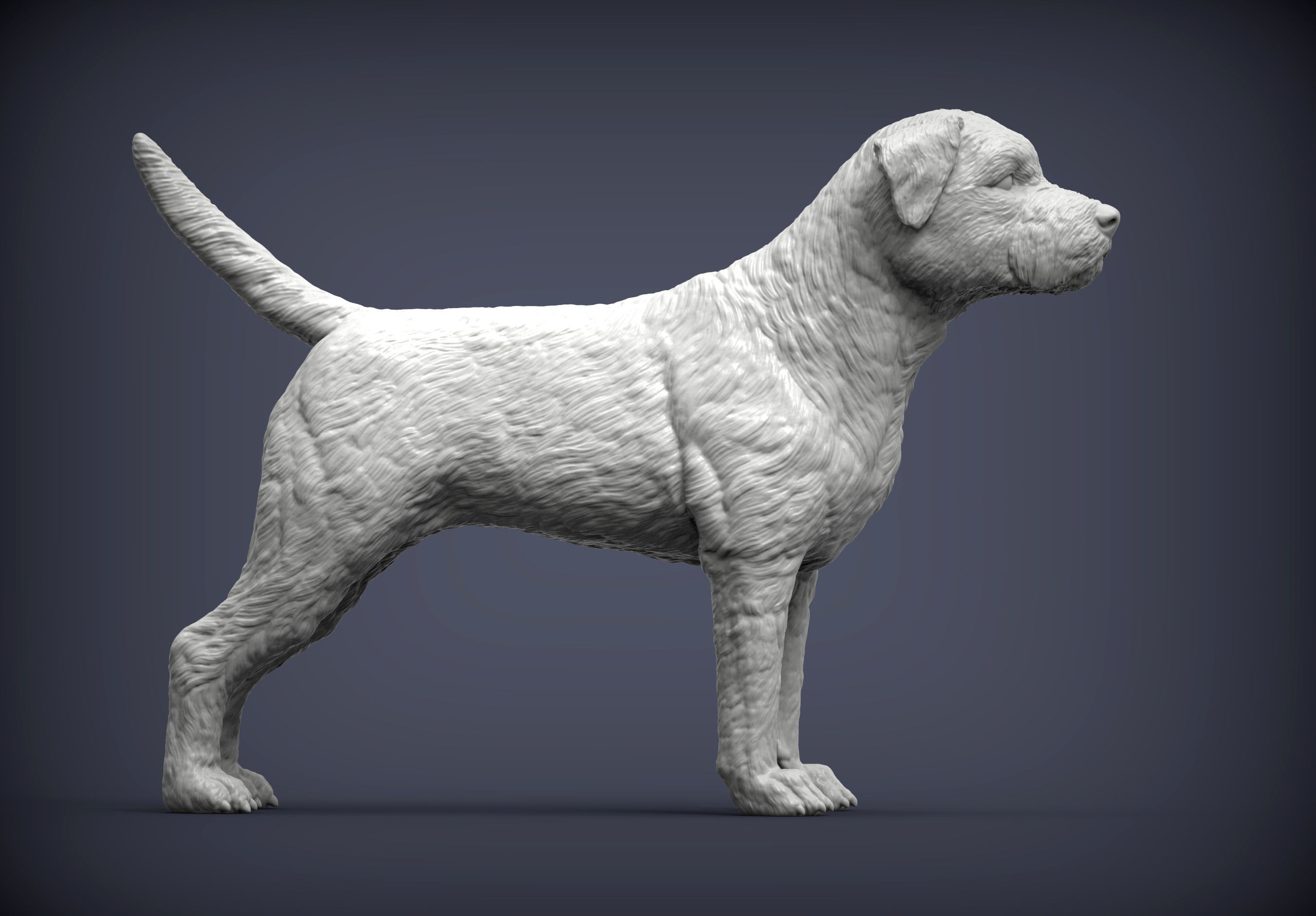 Border terrier 3D print model_3