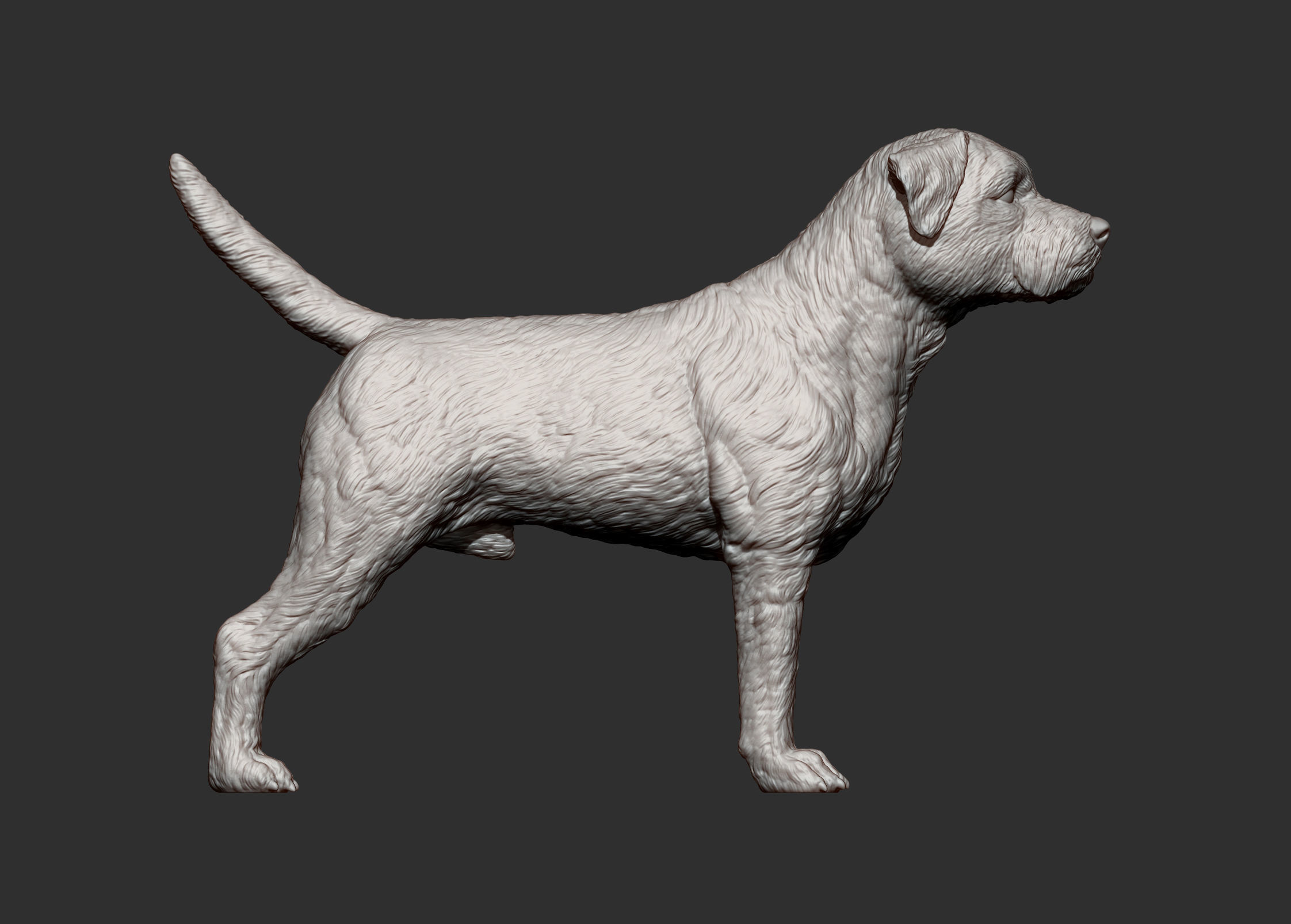 Border terrier 3D print model_8