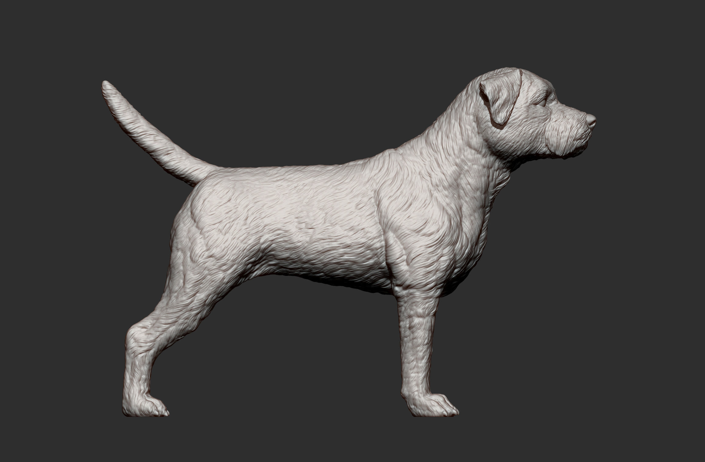 Border terrier 3D print model_10