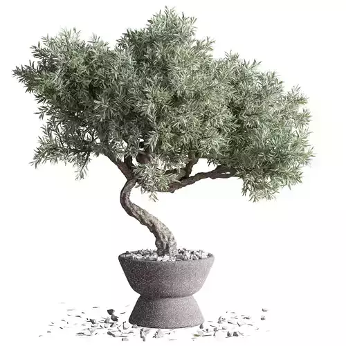 plant bonsai 06